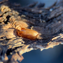 Blattidae sp. (family) (Unidentified blattid cockroach) at Campbell, ACT - 8 Sep 2025 by Hejor1