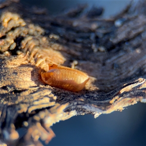 Blattidae sp. (family) (Unidentified blattid cockroach) at Campbell, ACT - 8 Sep 2025 by Hejor1