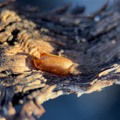 Blattidae sp. (family) (Unidentified blattid cockroach) at Campbell, ACT - 8 Sep 2025 by Hejor1