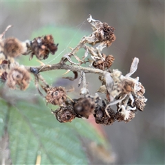 Rubus anglocandicans (Blackberry) at Campbell, ACT - 8 Sep 2025 by Hejor1