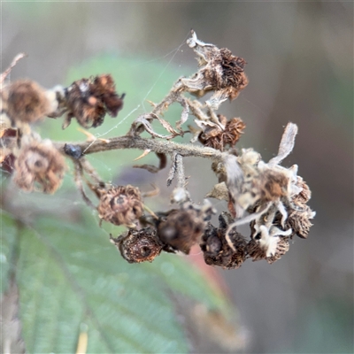 Rubus anglocandicans (Blackberry) at Campbell, ACT - 8 Sep 2025 by Hejor1