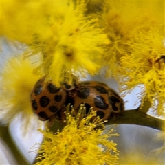 Harmonia conformis (Common Spotted Ladybird) at Campbell, ACT - 8 Sep 2025 by Hejor1