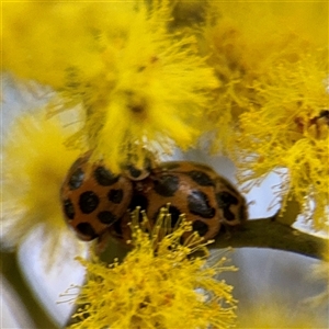 Harmonia conformis (Common Spotted Ladybird) at Campbell, ACT - 8 Sep 2025 by Hejor1