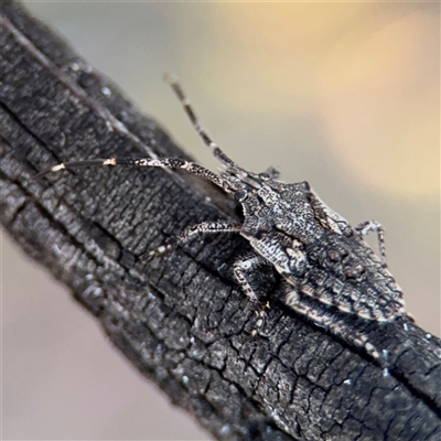 Alcaeus varicornis (Acacia shield bug) at Campbell, ACT - 8 Sep 2025 by Hejor1