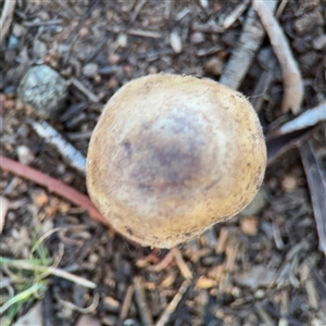 zz puffball at Campbell, ACT - 8 Sep 2025 by Hejor1