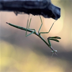 Archimantis (genus) (A praying mantis) at Campbell, ACT - 8 Sep 2025 by Hejor1
