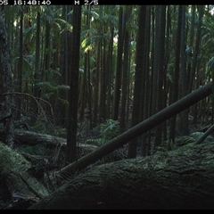 Unverified Bird at Bagotville, NSW - 5 Oct 2024 by Bagotville