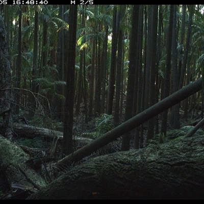 Unverified Bird at Bagotville, NSW - 5 Oct 2024 by Bagotville