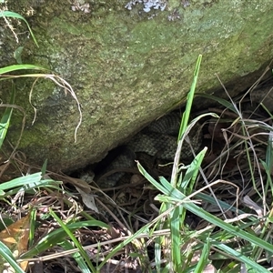 Notechis scutatus (Tiger Snake) at Hopkins Creek, NSW - 8 Sep 2025 by DiBax