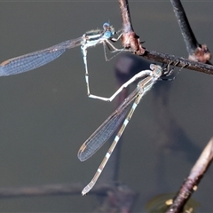 Austrolestes leda (Wandering Ringtail) at West Wodonga, VIC - 8 Sep 2025 by KylieWaldon