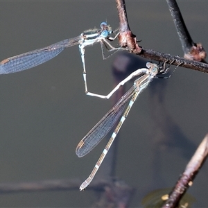 Austrolestes leda (Wandering Ringtail) at West Wodonga, VIC - 8 Sep 2025 by KylieWaldon