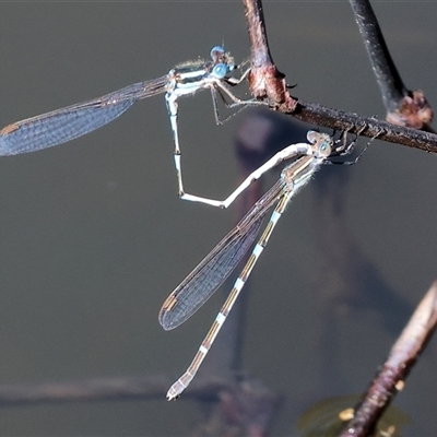 Austrolestes leda (Wandering Ringtail) at West Wodonga, VIC - 8 Sep 2025 by KylieWaldon