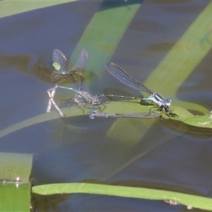 Austrolestes leda (Wandering Ringtail) at West Wodonga, VIC - 8 Sep 2025 by KylieWaldon