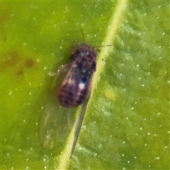 Psyllidae sp. (family) (Unidentified psyllid or lerp insect) at Campbell, ACT - 8 Sep 2025 by Hejor1
