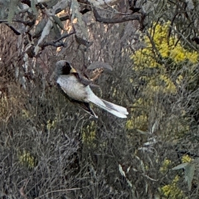 Manorina melanocephala (Noisy Miner) at Campbell, ACT - 8 Sep 2025 by Hejor1