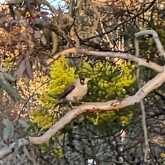 Manorina melanocephala at Campbell, ACT - 8 Sep 2025 05:31 PM