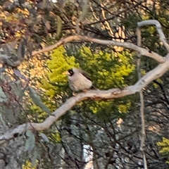 Manorina melanocephala at Campbell, ACT - 8 Sep 2025 05:31 PM