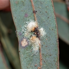 Glycaspis sp. (genus) (Unidentified sugary lerp) at Scullin, ACT - 24 Aug 2025 by AlisonMilton
