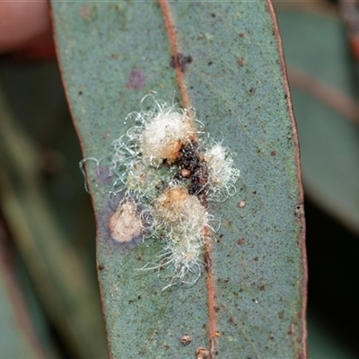Glycaspis sp. (genus) (Unidentified sugary lerp) at Scullin, ACT - 24 Aug 2025 by AlisonMilton