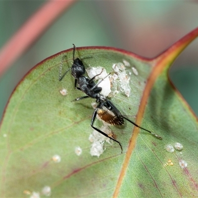 Camponotus aeneopilosus (A Golden-tailed sugar ant) at Scullin, ACT - 24 Aug 2025 by AlisonMilton