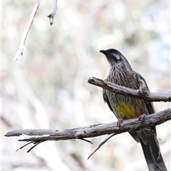Anthochaera carunculata (Red Wattlebird) at Acton, ACT - 7 Sep 2025 by JimL