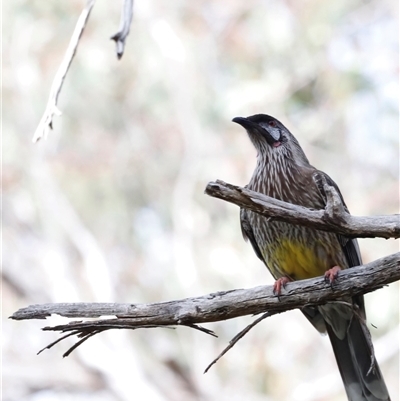Anthochaera carunculata (Red Wattlebird) at Acton, ACT - 7 Sep 2025 by JimL