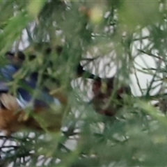 Acanthorhynchus tenuirostris (Eastern Spinebill) at Acton, ACT - 7 Sep 2025 by JimL
