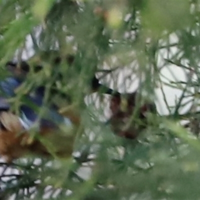 Acanthorhynchus tenuirostris (Eastern Spinebill) at Acton, ACT - 7 Sep 2025 by JimL