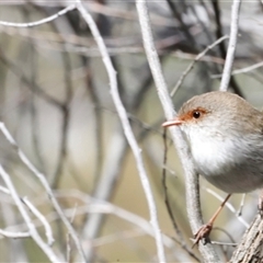 Malurus cyaneus (Superb Fairywren) at Acton, ACT - 7 Sep 2025 by JimL