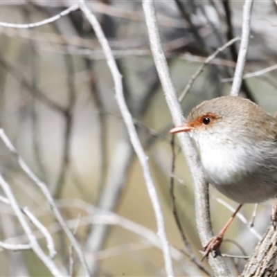 Malurus cyaneus (Superb Fairywren) at Acton, ACT - 7 Sep 2025 by JimL