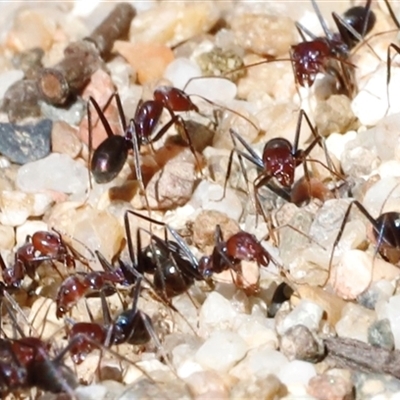 Iridomyrmex purpureus (Meat Ant) at Acton, ACT - 7 Sep 2025 by JimL