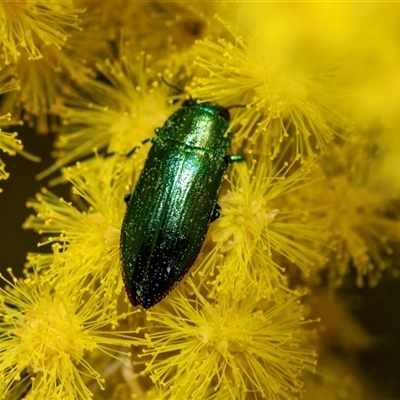 Melobasis obscurella (Obscurella jewel beetle) at Scullin, ACT - 24 Aug 2025 by AlisonMilton