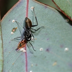 Camponotus aeneopilosus (A Golden-tailed sugar ant) at Scullin, ACT - 24 Aug 2025 by AlisonMilton