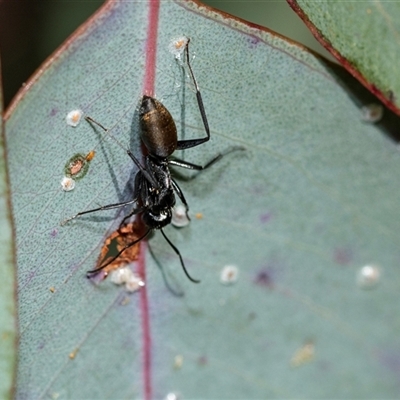Camponotus aeneopilosus (A Golden-tailed sugar ant) at Scullin, ACT - 24 Aug 2025 by AlisonMilton
