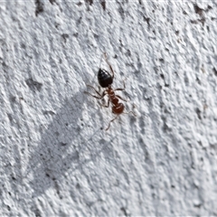 Crematogaster sp. (genus) (Acrobat ant, Cocktail ant) at Scullin, ACT - 24 Aug 2025 by AlisonMilton