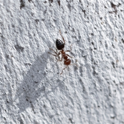 Crematogaster sp. (genus) (Acrobat ant, Cocktail ant) at Scullin, ACT - 24 Aug 2025 by AlisonMilton