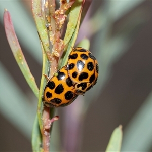 Harmonia conformis (Common Spotted Ladybird) at Hawker, ACT - 24 Aug 2025 by AlisonMilton