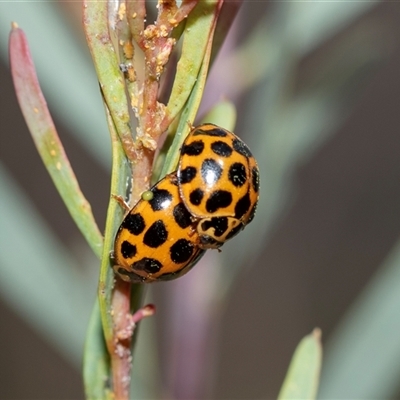 Harmonia conformis (Common Spotted Ladybird) at Hawker, ACT - 24 Aug 2025 by AlisonMilton