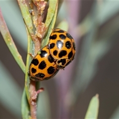 Harmonia conformis at Hawker, ACT - 24 Aug 2025 02:13 PM