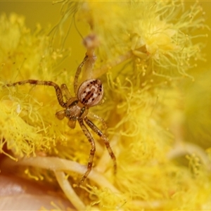 Australomisidia sp. (genus) (Flower spider) at Hawker, ACT - 24 Aug 2025 by AlisonMilton