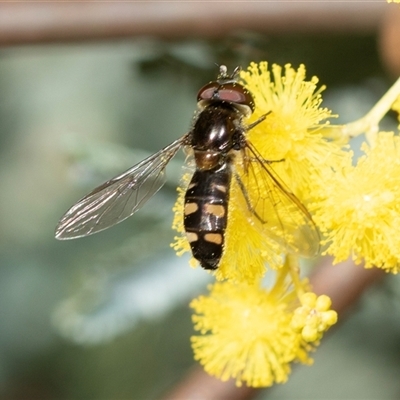 Melangyna viridiceps (Hover fly) at Hawker, ACT - 24 Aug 2025 by AlisonMilton