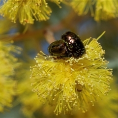 Ditropidus sp. (genus) (Leaf beetle) at Scullin, ACT - 24 Aug 2025 by AlisonMilton