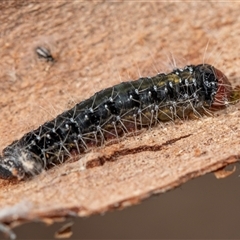 Oenosandra boisduvalii (Boisduval's Autumn Moth) at Scullin, ACT - 24 Aug 2025 by AlisonMilton