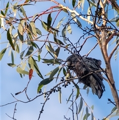 Callocephalon fimbriatum (Gang-gang Cockatoo) at Penrose, NSW - 7 Sep 2025 by Aussiegall