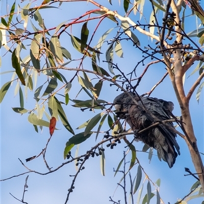 Callocephalon fimbriatum (Gang-gang Cockatoo) at Penrose, NSW - 7 Sep 2025 by Aussiegall