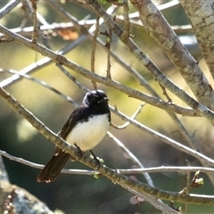 Rhipidura leucophrys (Willie Wagtail) at Penrose, NSW - 8 Sep 2025 by Aussiegall