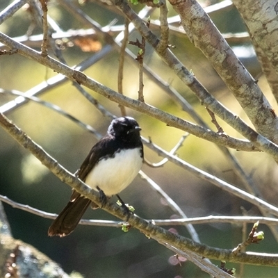 Rhipidura leucophrys (Willie Wagtail) at Penrose, NSW - 8 Sep 2025 by Aussiegall