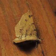 Rhinodia rostraria (Necklace Geometrid) at Conder, ACT - 15 May 2025 by MichaelBedingfield