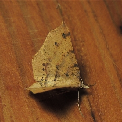 Rhinodia rostraria (Necklace Geometrid) at Conder, ACT - 15 May 2025 by MichaelBedingfield