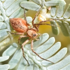 Oxyopidae (family) (Lynx spider) by DianneClarke